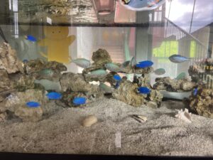 熱帯魚水槽のお手入れ🐠