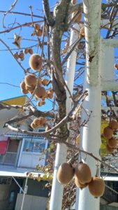 あか組ひよこ組キーウィ狩り🥝