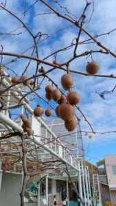 ばら組つばめ組キーウィ狩り🥝😊