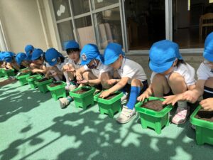 🌱朝顔の種まき🫗